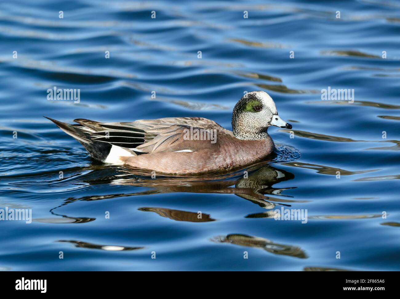 Primer plano de un pato americano Wigeon flotando en un bonito lago azul con olas ondulantes. Foto de stock