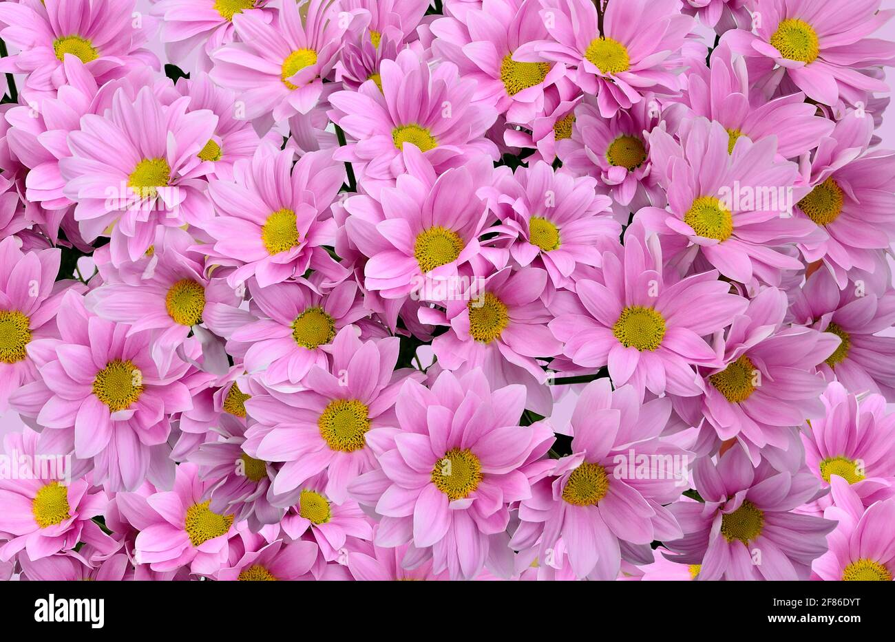 Delicadas flores de crisantemo rosa con medias amarillas - fondo floral natural, primer plano, vista superior. Postal de felicitación festiva, impresión o álbum cov Fotografía de stock - Alamy Delicadas flores de crisantemo rosa con medias amarillas - fondo floral natural, primer plano, vista superior. Postal de felicitación festiva, impresión o álbum cov Fotografía de stock - Alamy