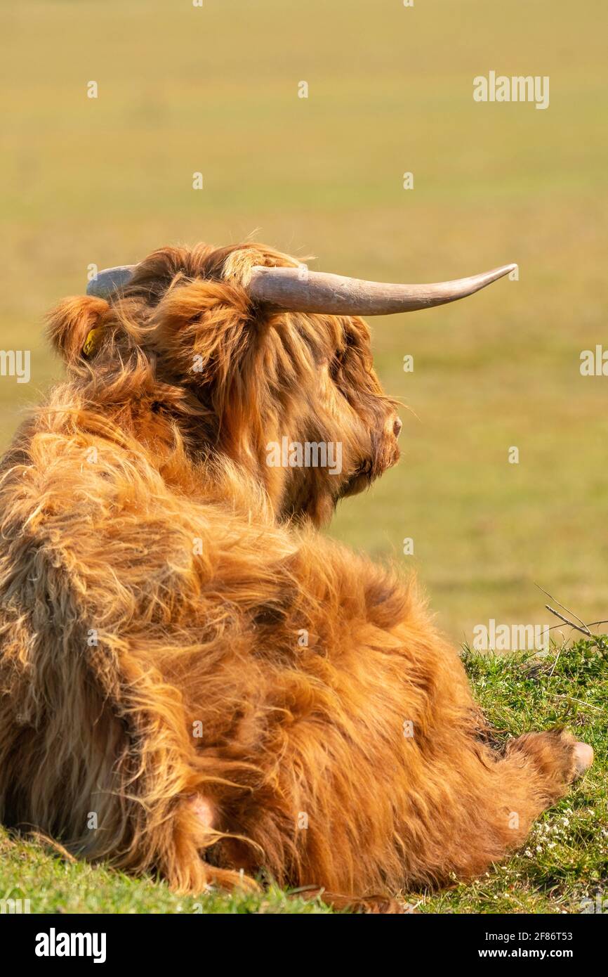 Scottish Highlander se encuentra en la hierba, en la luz del sol. La vaca tiene grandes cuernos, vistos desde atrás. Una reserva natural en los países Bajos Foto de stock
