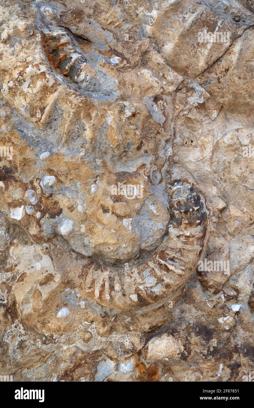Partes de amonitas fosilizadas en primer plano Foto de stock