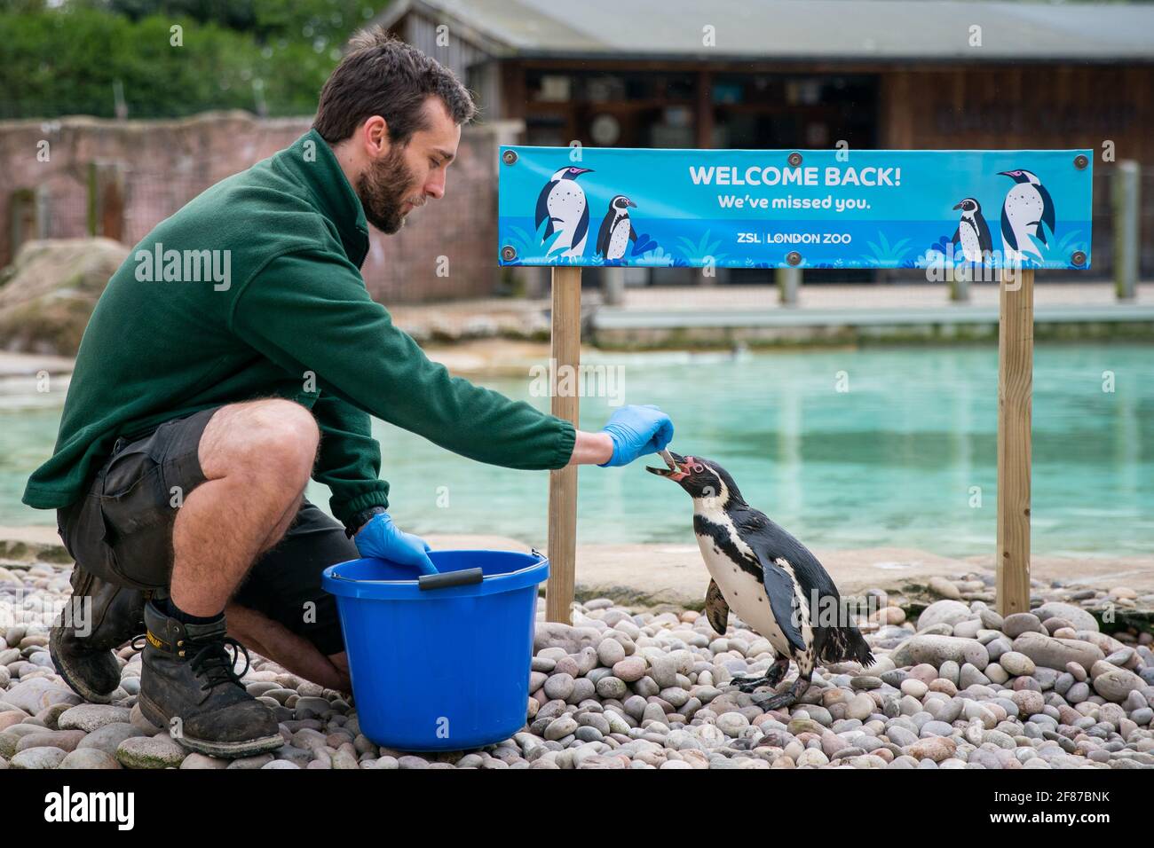 Un cuidador alimenta a un pingüino antes de la reapertura del Zoo de Londres en Regent's Park, Londres, ya que Inglaterra da otro paso atrás hacia la normalidad con la mayor relajación de las restricciones de bloqueo. Fecha de la foto: Lunes 12 de abril de 2021. Foto de stock