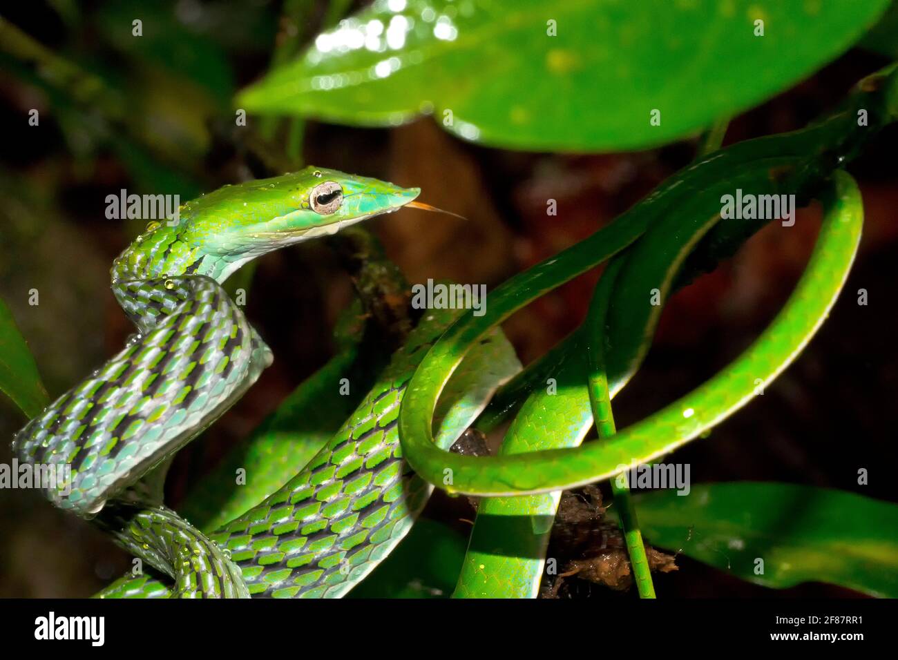 Serpiente de Vine verde, serpiente de látigo de nariz larga, Ahaetulla nasuta, Parque Nacional Sinharaja Bosque lluvioso, Patrimonio de la Humanidad, UNESCO, Bioreserve, Sri Lanka, Como Foto de stock