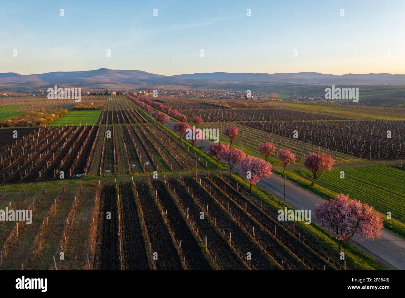 Gyongyostarjan, Hungría - Vista aérea sobre los hermosos árboles de ciruela en flor junto a la carretera. Paisaje del amanecer en primavera, flor de cerezo. Foto de stock