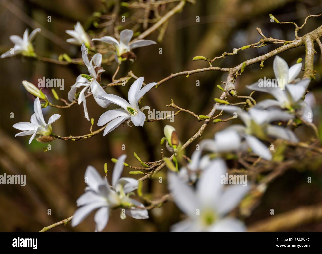 Magnolia Wadas Memoria floreciendo a principios de la primavera sol Foto de stock