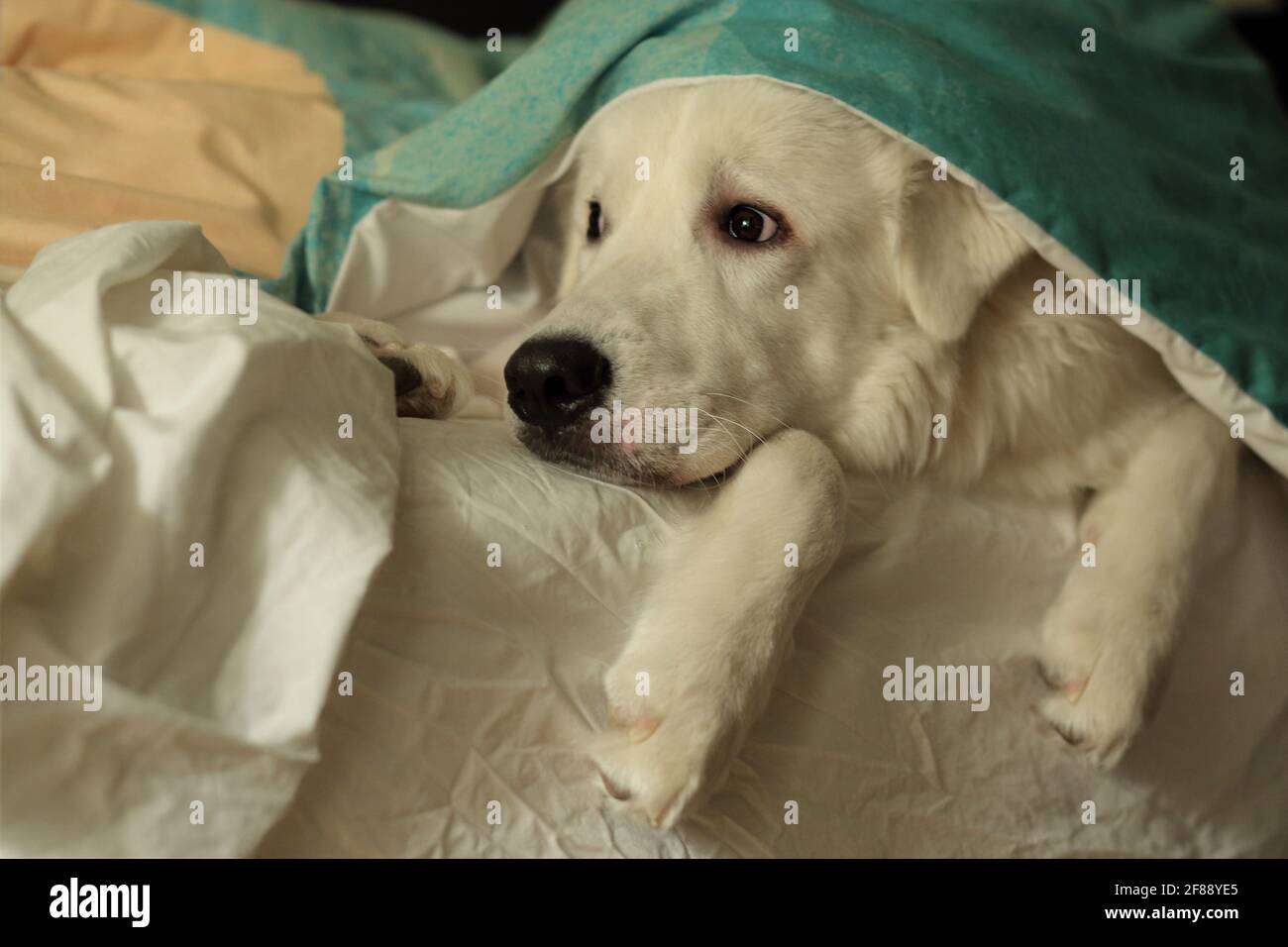 Perro blanco bajo las mantas en la cama. Foto de stock