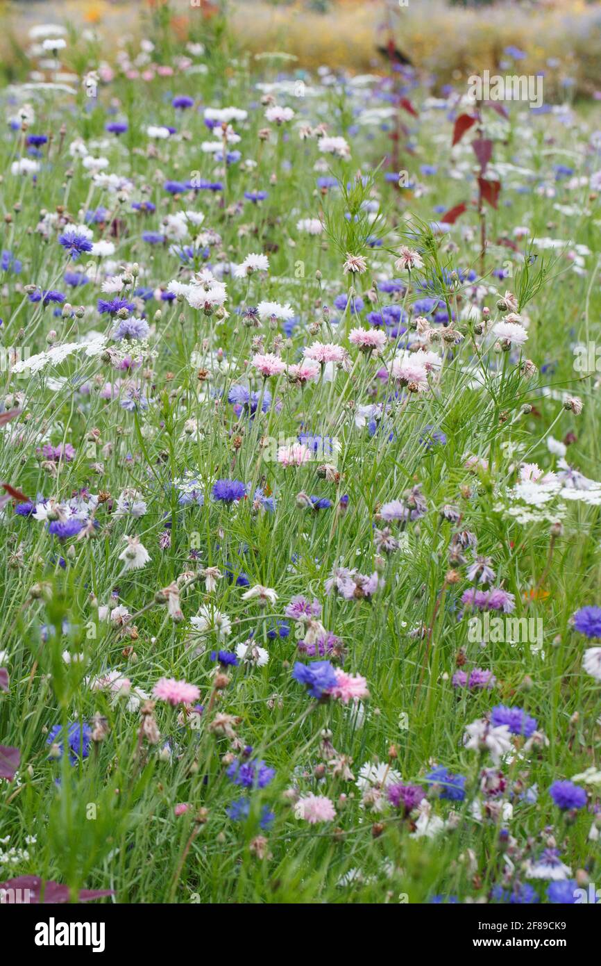 Acianos en un wildflower meadow. Foto de stock