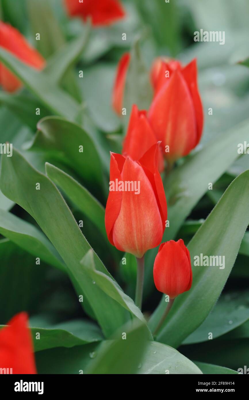 Híbrido Tulipa. Tulipanes rojos creciendo en el jardín. Foto de stock