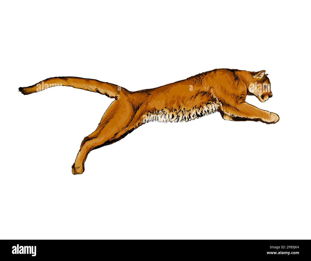 Puma, puma de un chapoteo de acuarela, dibujo de color, realista.  Ilustración vectorial de pinturas Imagen Vector de stock - Alamy