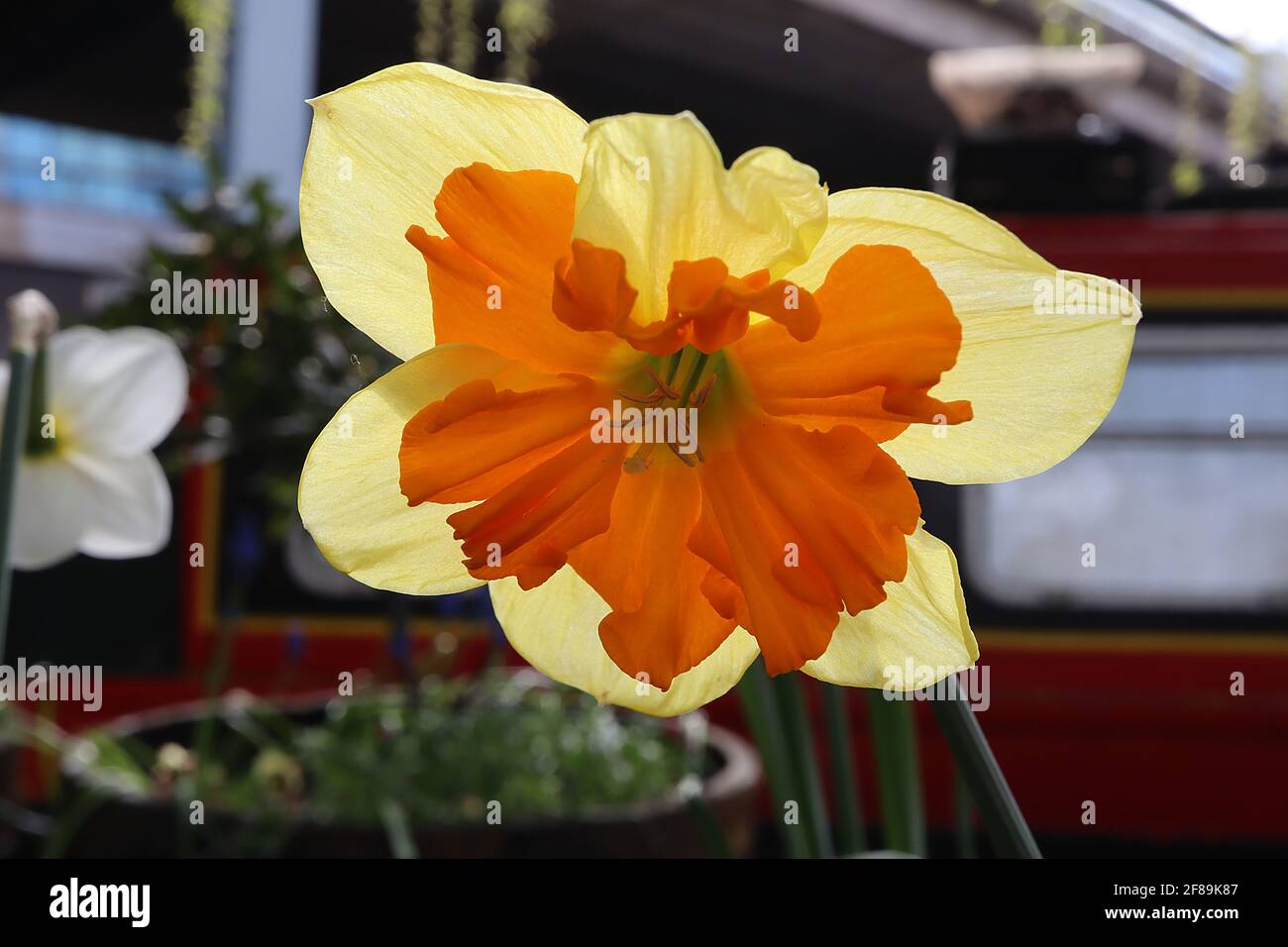 Narcissus / Daffodil 'Congress' Division 11a Diffodils de cuello de cúpula dividida, pétalos de limón amarillo y copa de naranja dividida, abril, Inglaterra, Reino Unido Foto de stock