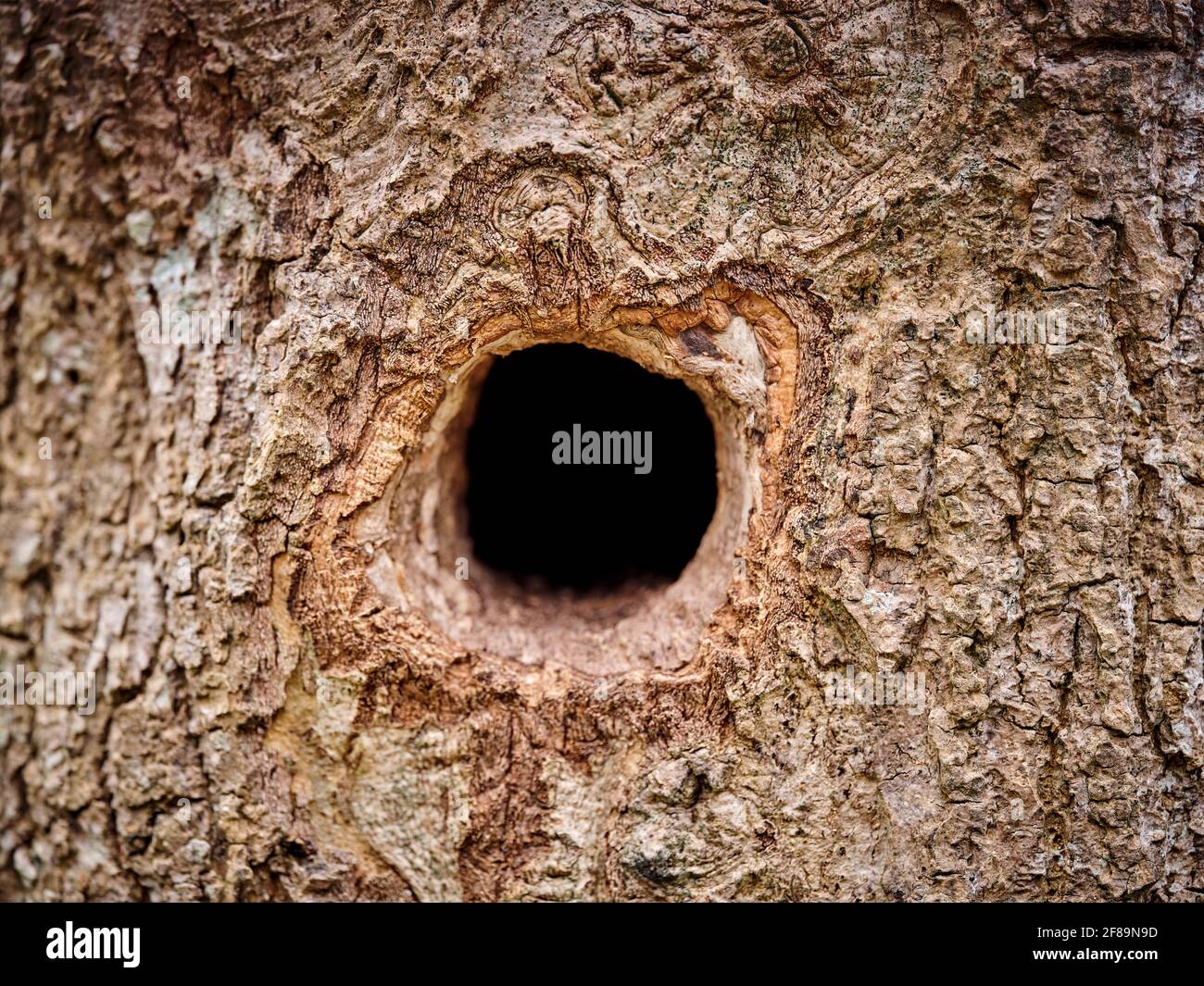 Un agujero en un árbol en un bosque de arándanos, East Sussex, Reino Unido Foto de stock