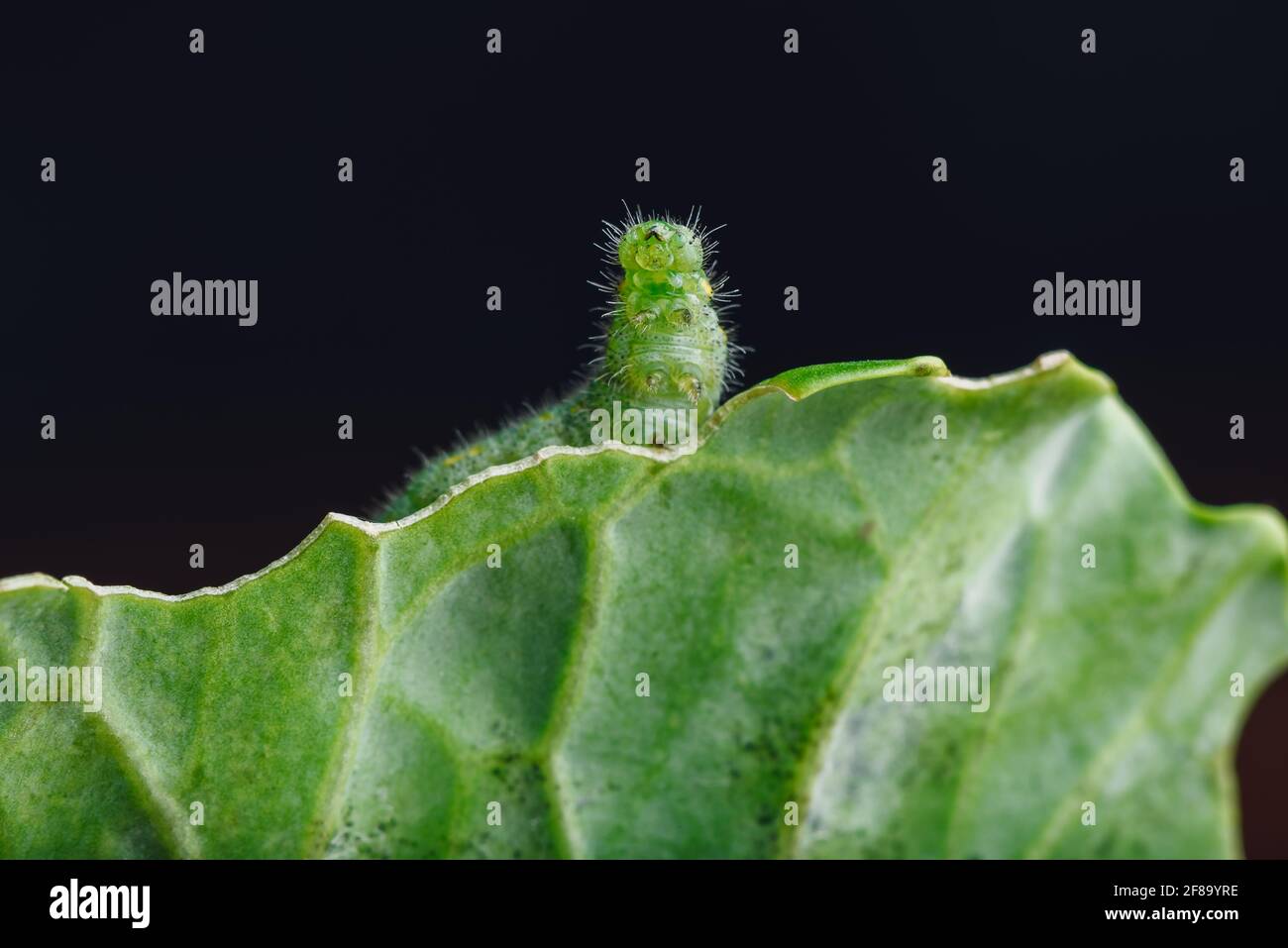 Caterpillar verde arrastrándose en una hoja de basura Foto de stock