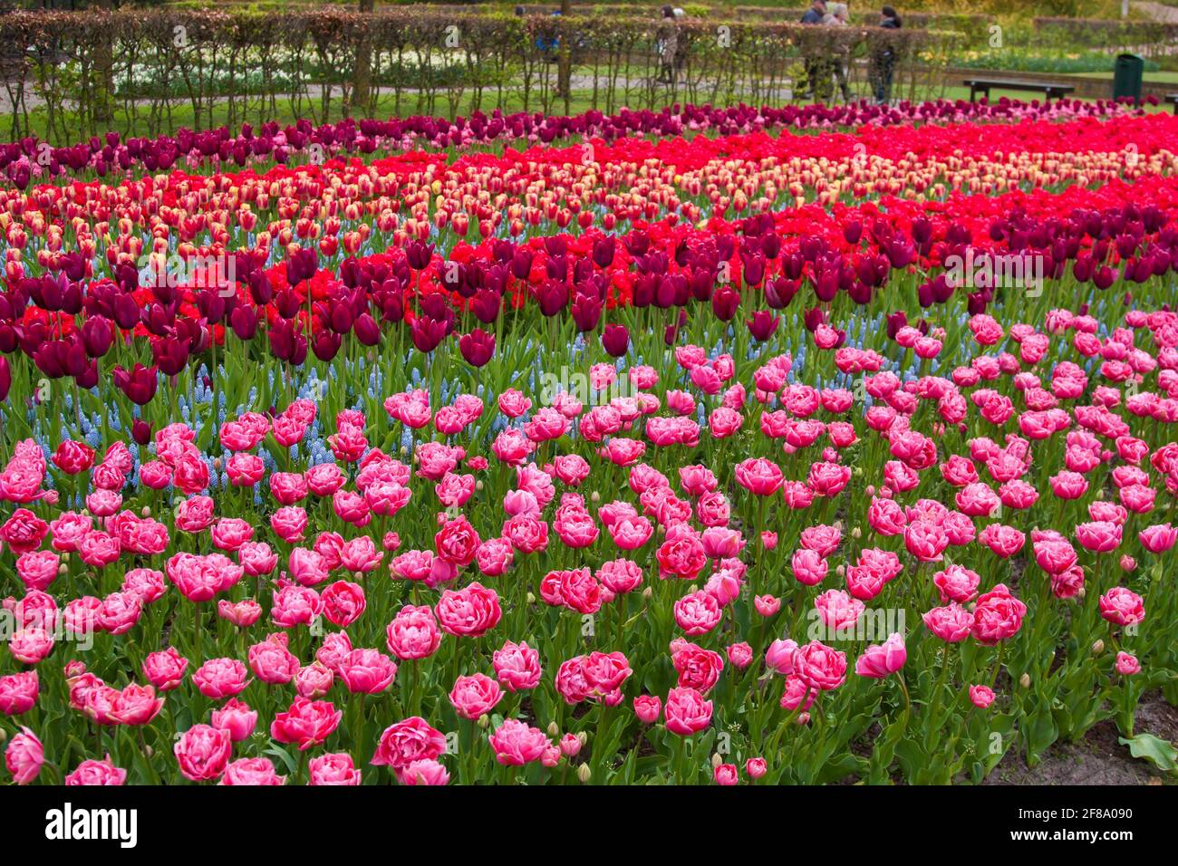 Tulipanes hermosos, fondo de tulipanes borrosos en un jardín de flores de tulipanes. Naturaleza, keukenhof, niederland Foto de stock
