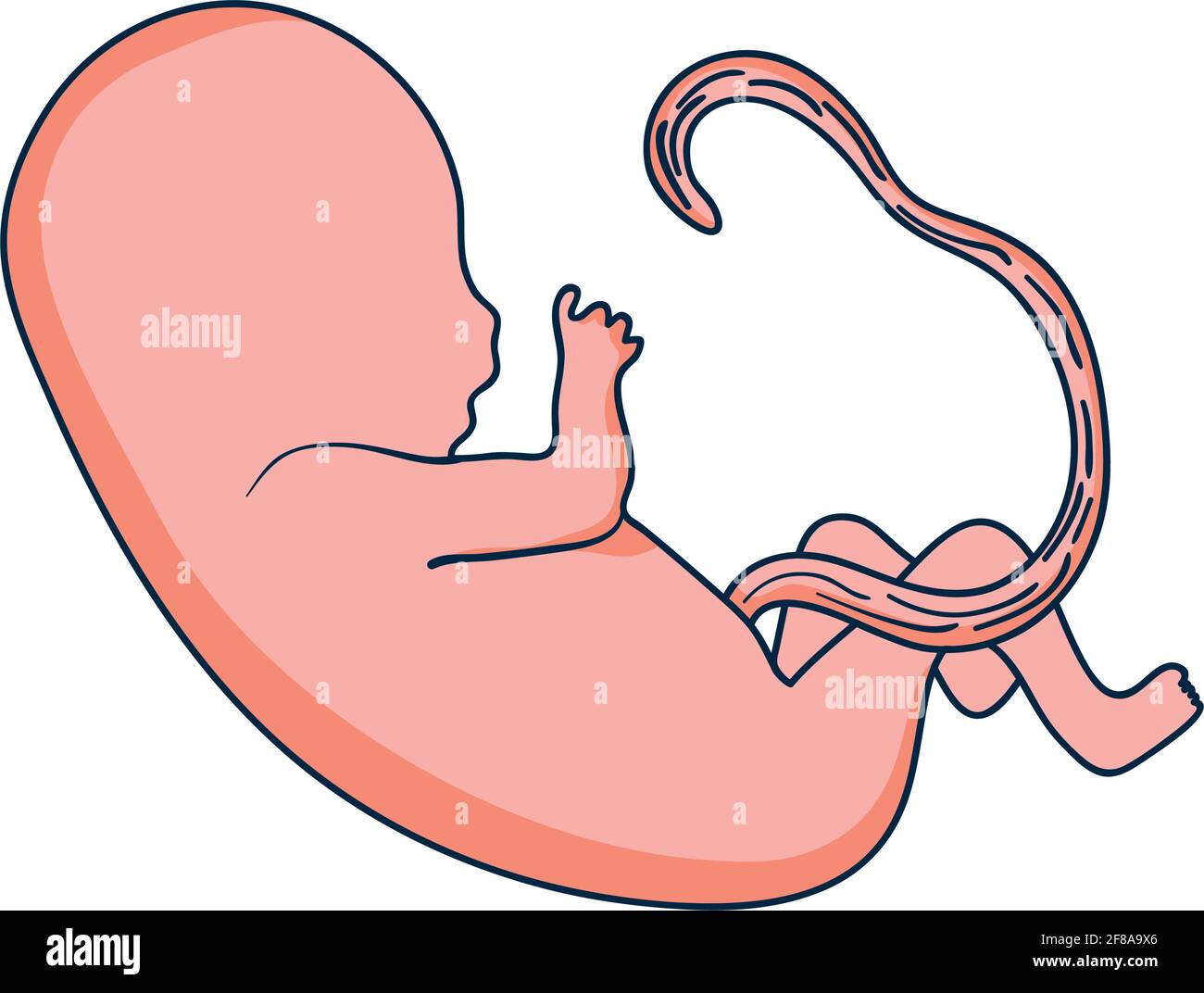 feto con diseño de cordón umbilical Imagen Vector de stock - Alamy