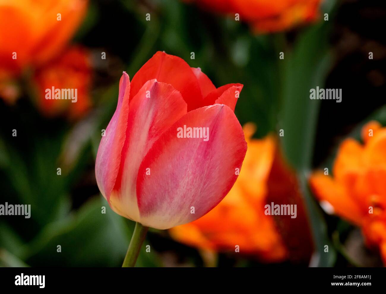 Tulipán de primavera de colores brillantes Foto de stock