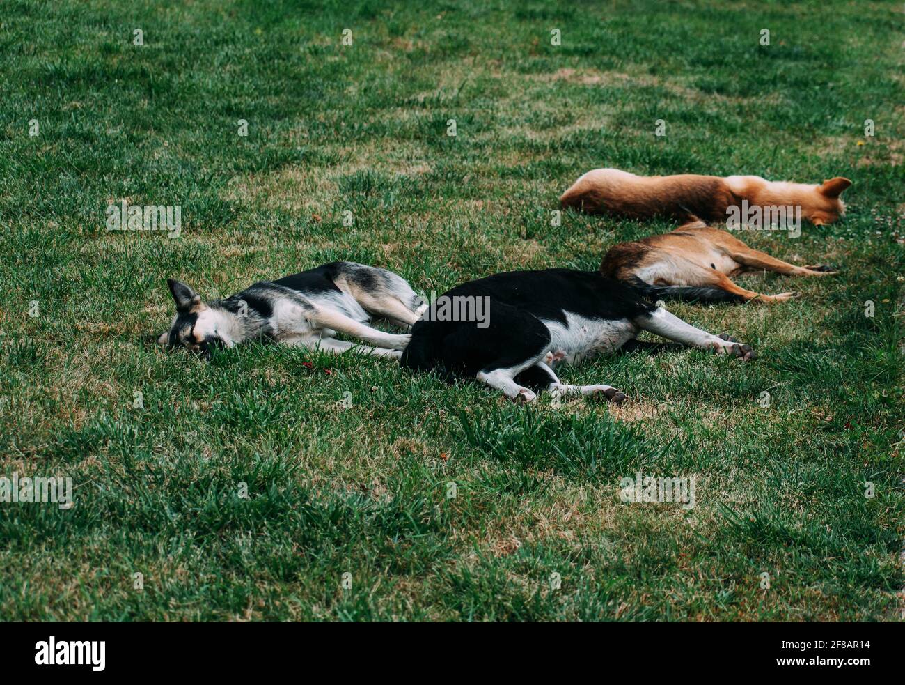 Los perros callejeros duermen en un césped verde. Cuatro perros, dos negros  y dos amarillos Fotografía de stock - Alamy
