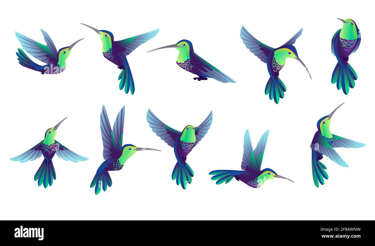 Conjunto de pequeños colibríes dibujos animados diseño animal más pequeño pájaro en ilustración de vector mundial aislada sobre fondo blanco Imagen Vector de stock - Alamy Conjunto de pequeños colibríes dibujos animados diseño animal más pequeño pájaro en ilustración de vector mundial aislada sobre fondo blanco Imagen Vector de stock - Alamy