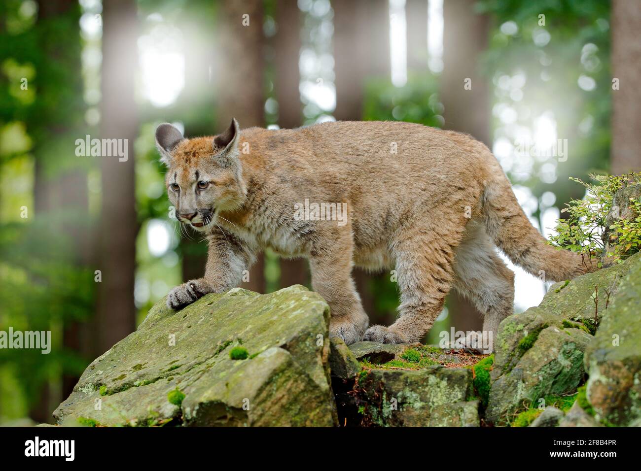 Puma concolor, conocido como el león de montaña, pantera, en vegetación  verde, México. La escena de la vida silvestre de la naturaleza. Peligroso  Cougar sentado en el verde para Fotografía de stock -