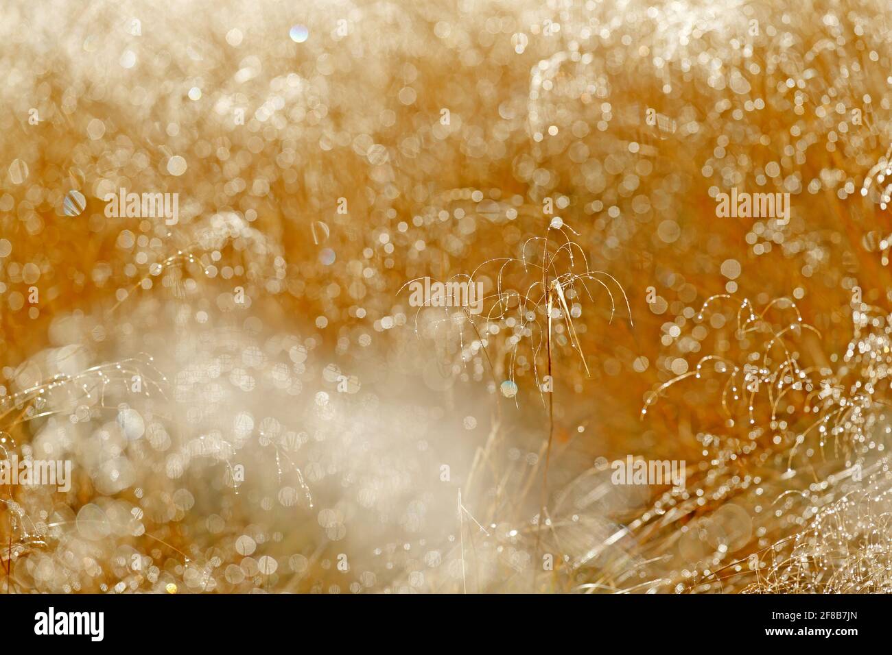 Amanecer en la hierba con agua helada blanca. Vista de arte sobre la naturaleza. Misty prado durante la mañana con sol. El brillo de la lente natural bokeh, soleado día de primavera. Foto de stock