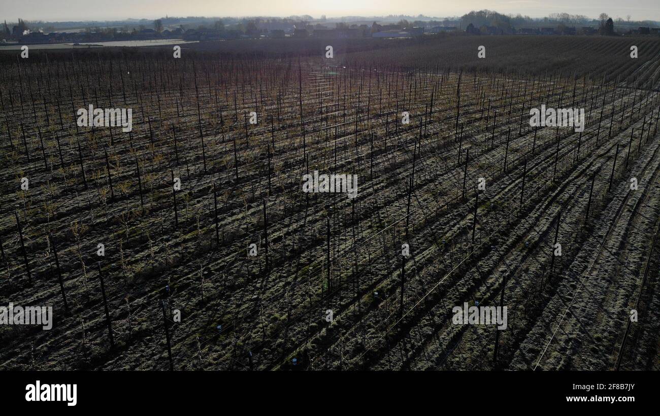 La ilustración muestra la vista aérea de árboles frutales, aquí cerezos, en la granja Les Hetres en Rosoux-Crenwick, martes 13 de abril de 2021. FOTO DE BELGA ERIC Foto de stock