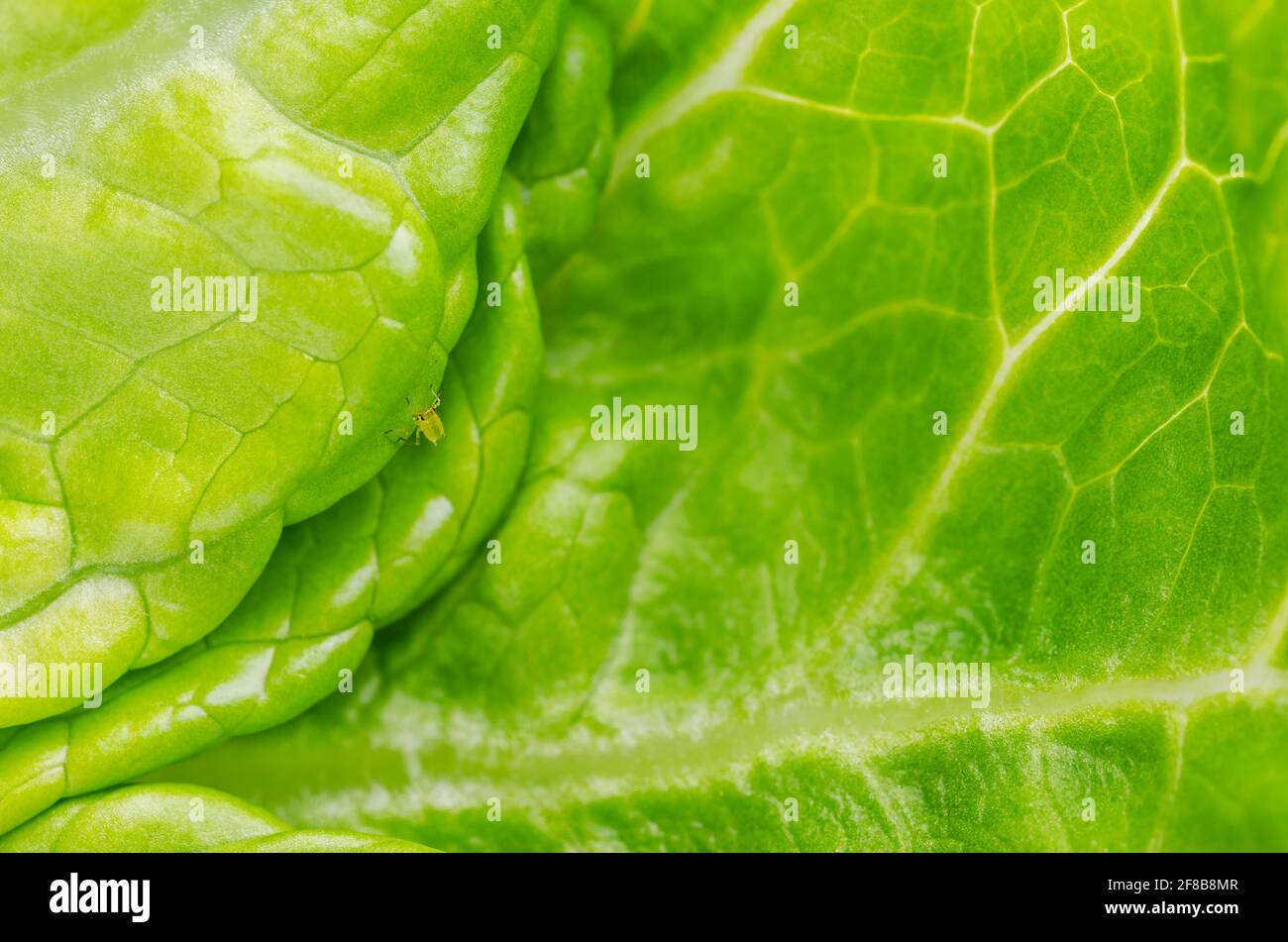 Plante el piojo en la hoja verde de la lechuga. Áfido verde, chupando savia en hoja fresca de lechuga romana. Mosca verde, insecto de la familia Aphidoidea. Foto de stock