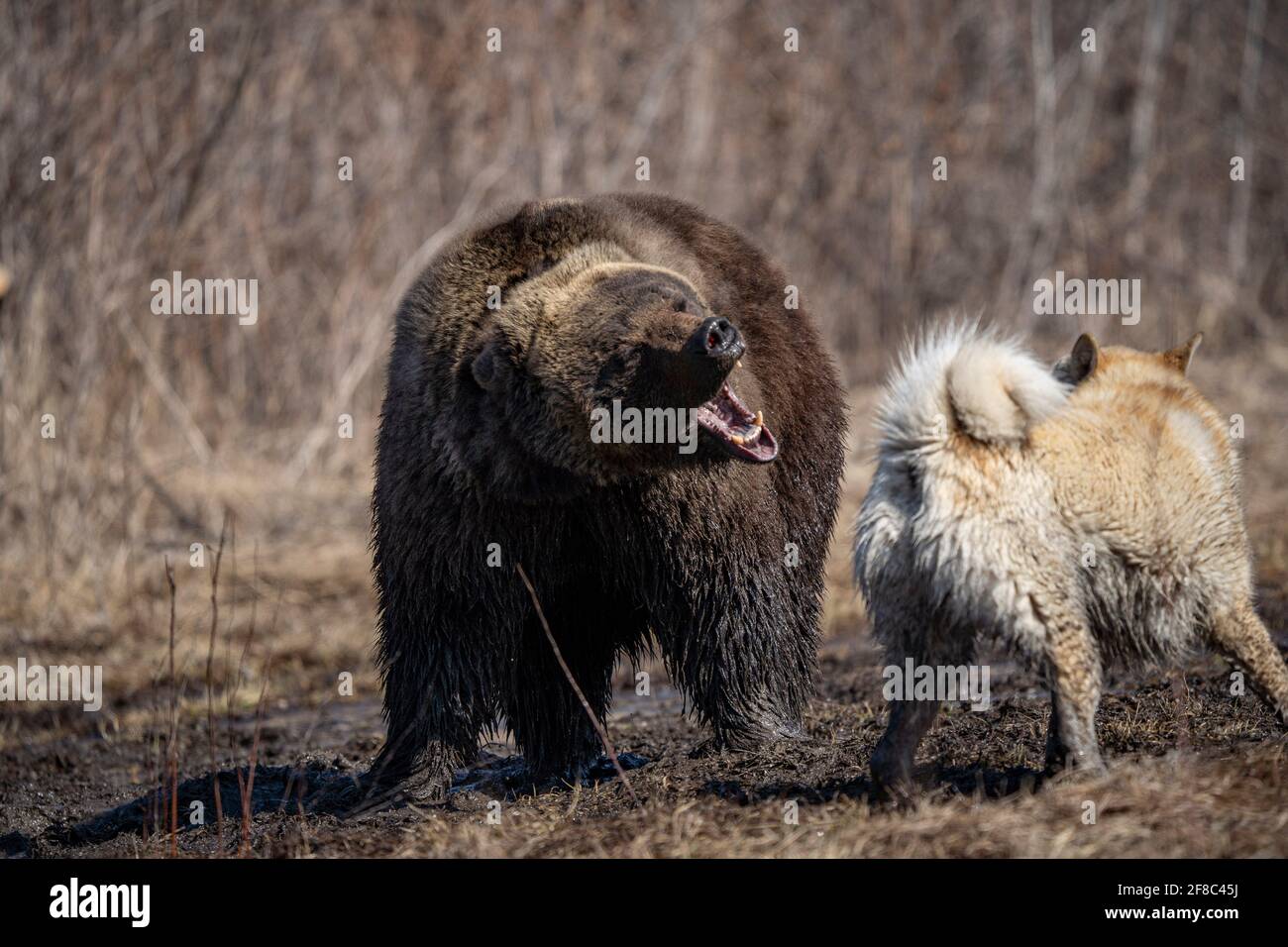 Oso perro de caza fotografías e imágenes de alta resolución - Página 4 -  Alamy