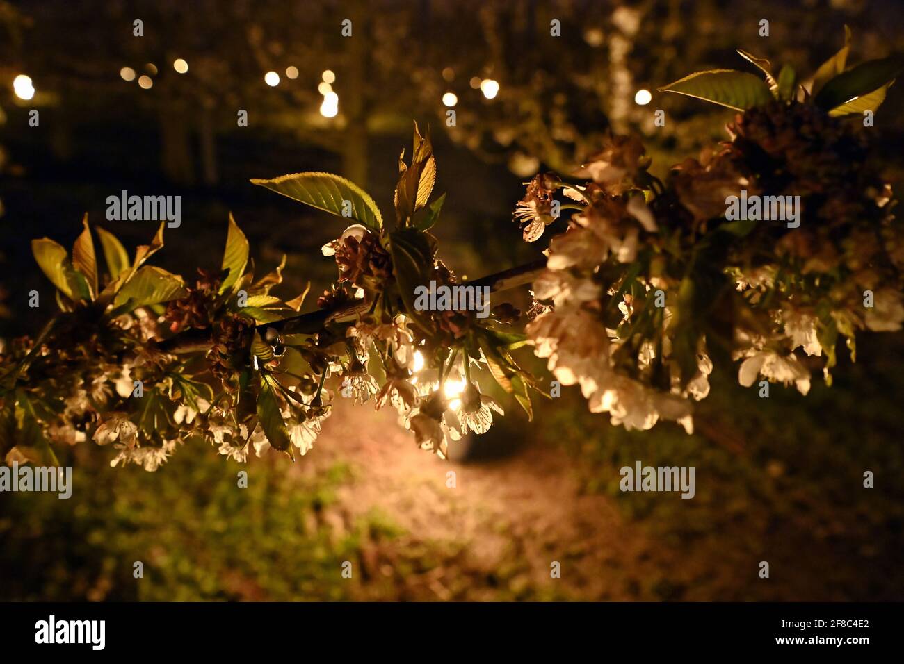 La ilustración muestra algunas velas especiales para calentar los árboles frutales, aquí los cerezos, como las temperaturas bajan por debajo de cero degress en la noche an Foto de stock