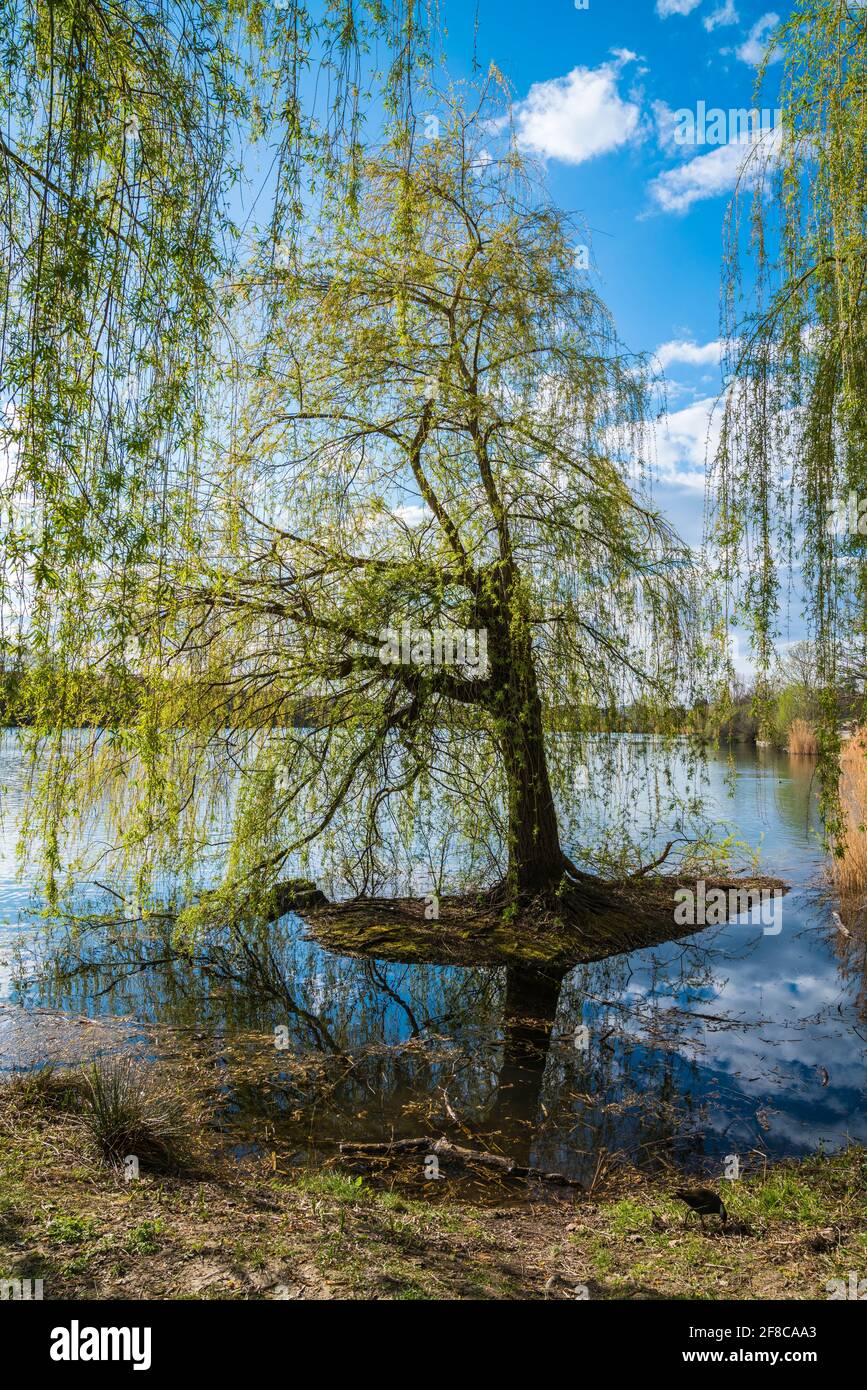 Alemania, pequeña isla con un árbol verde en ella rodeada de agua que refleja el cielo y las nubes en el día soleado en la naturaleza Foto de stock