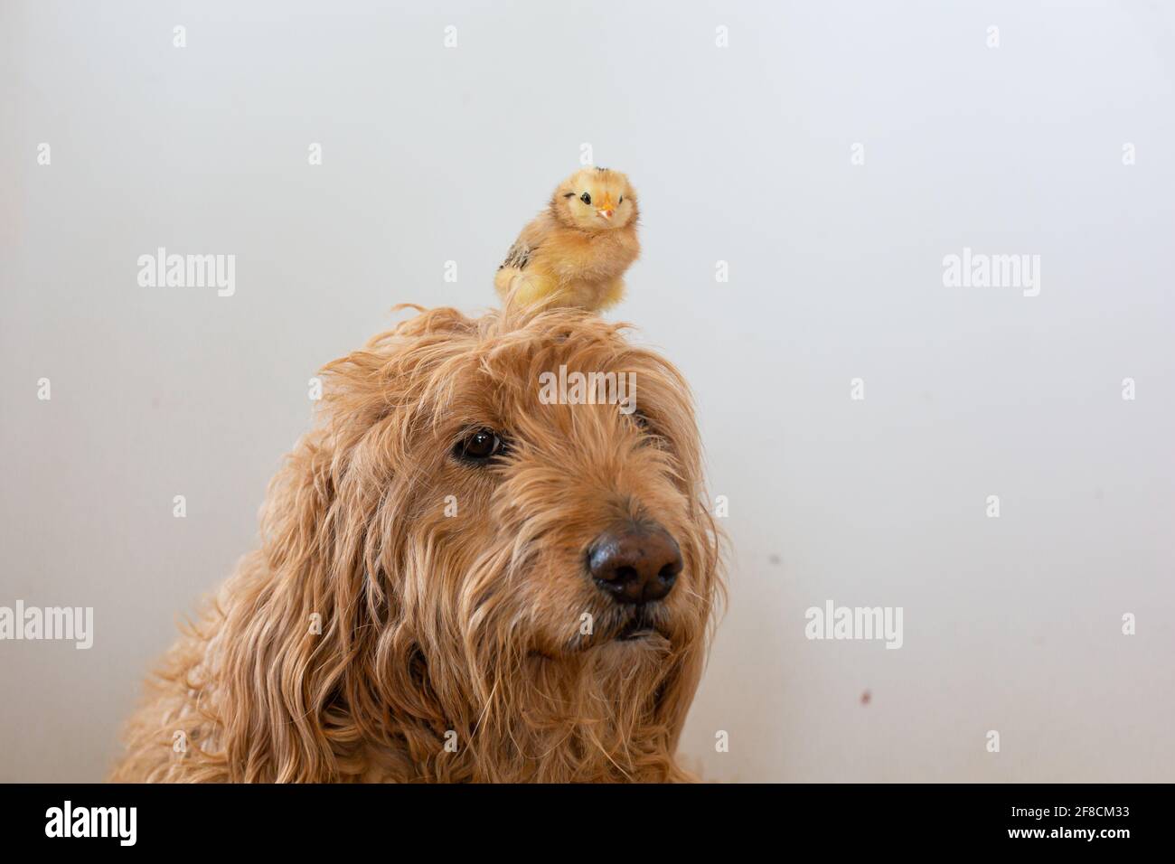 Pollito cervatillo fotografías e imágenes de alta resolución - Alamy