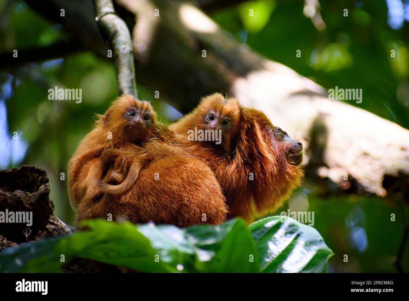 Cubos de especies endémicas, Golden Lion Tamarin, frente a la cámara Foto de stock