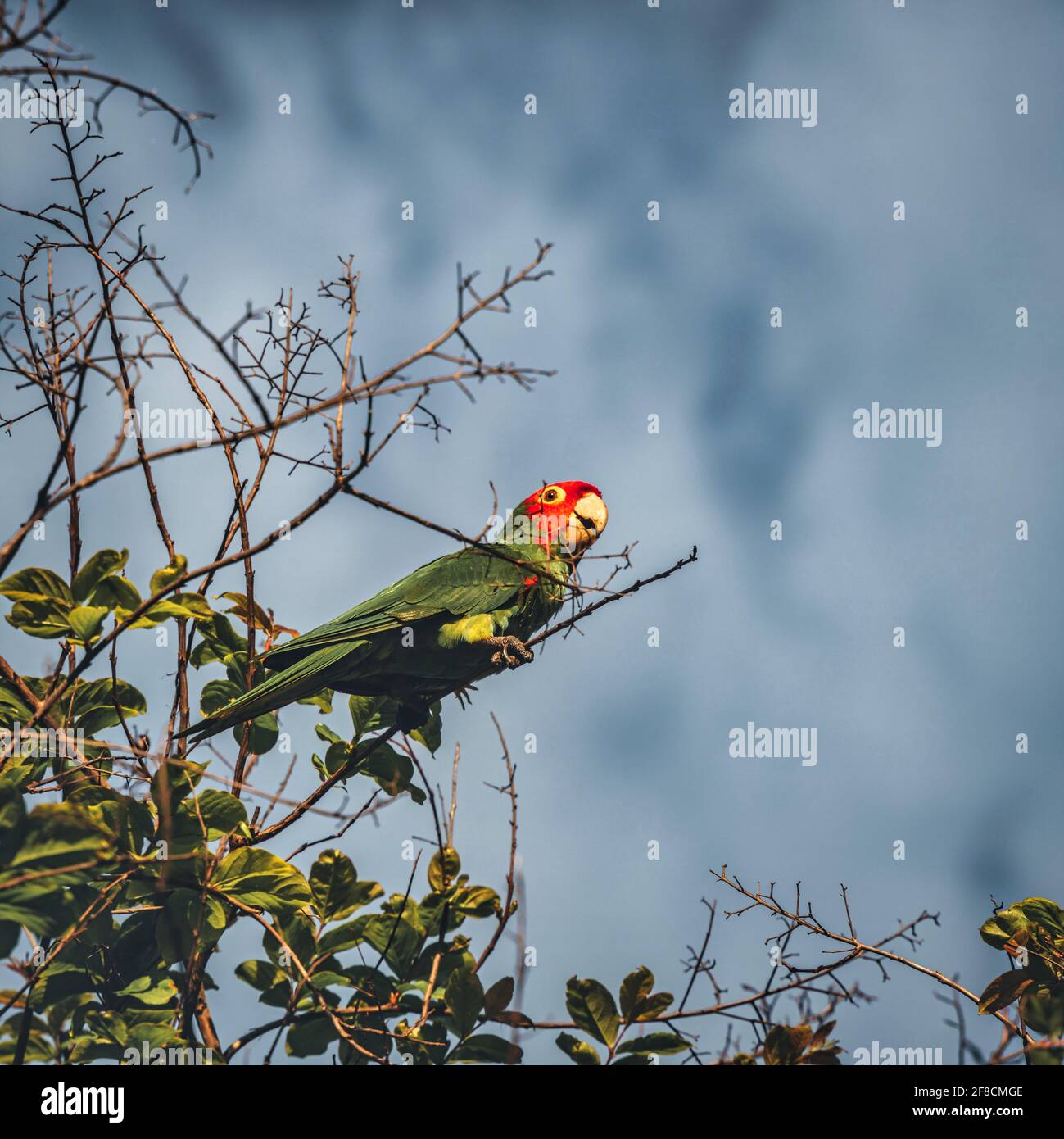 pájaro loro hermoso árbol verde rojo pico amarillo cielo naturaleza flor de miami Foto de stock