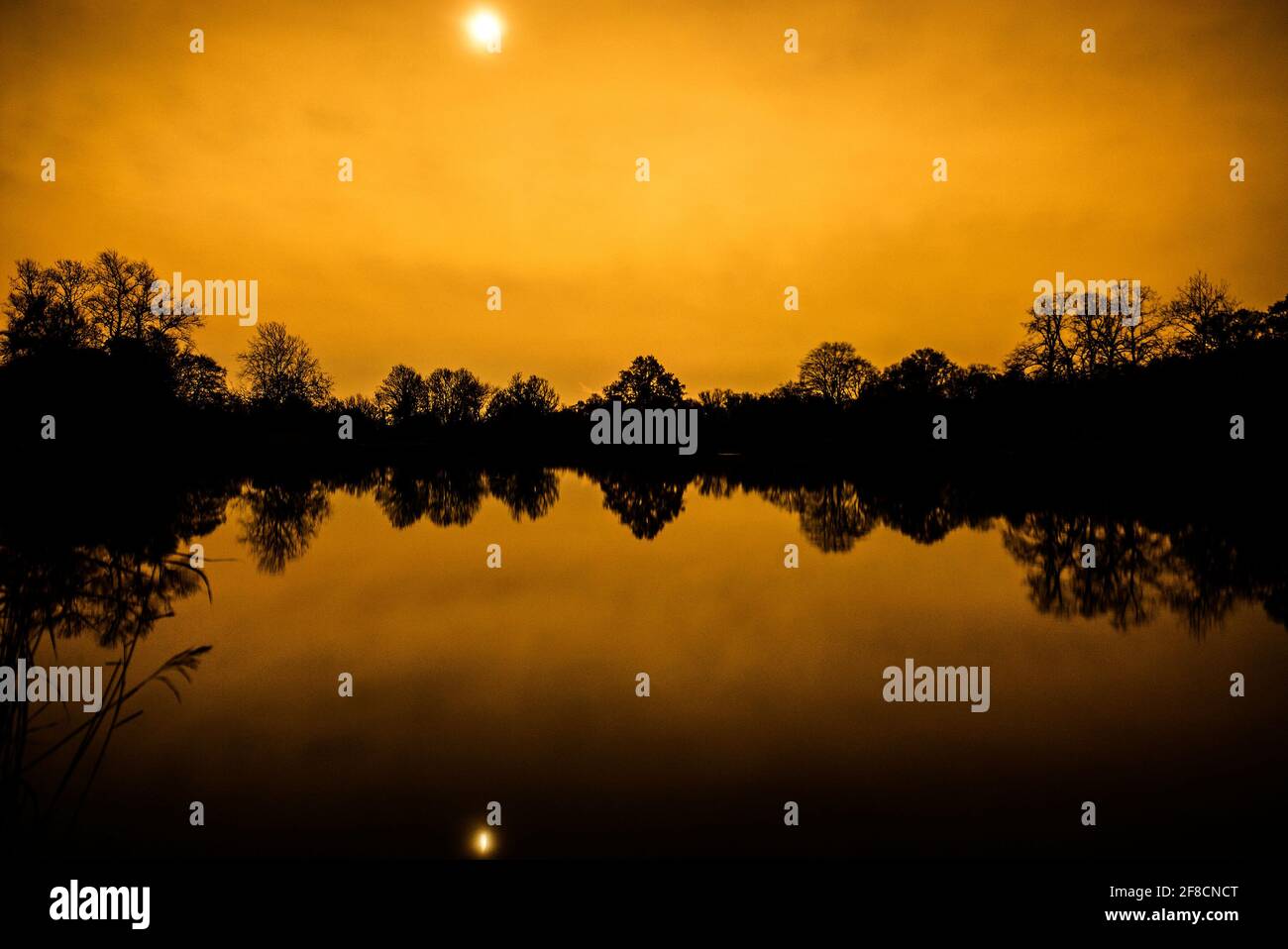 Hampstead estanque de la salud al atardecer. Reflexión simétrica de la línea de árbol Foto de stock