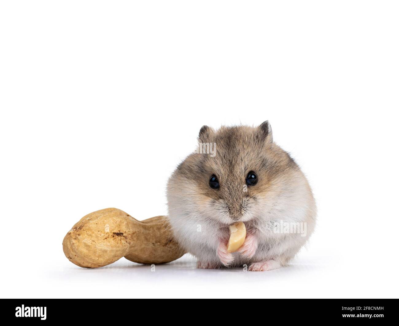 Lindo Hamster Bebe Marron Comer Cacahuete Aislado Sobre Fondo Blanco Fotografia De Stock Alamy