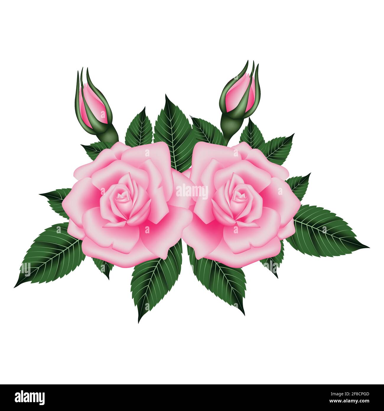 White rose transparent petals wallpaper Imágenes vectoriales de stock -  Alamy
