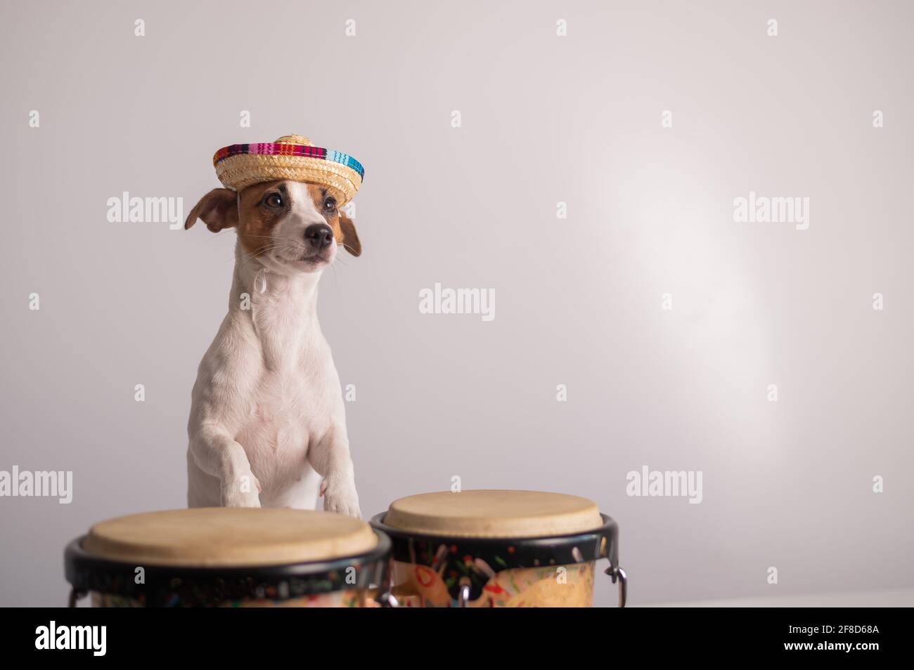 Un perro gracioso en un sombrero toca tambores mini de bongo. Jack Russell  Terrier en un sombrero de paja junto a un instrumento de percusión étnica  tradicional Fotografía de stock - Alamy