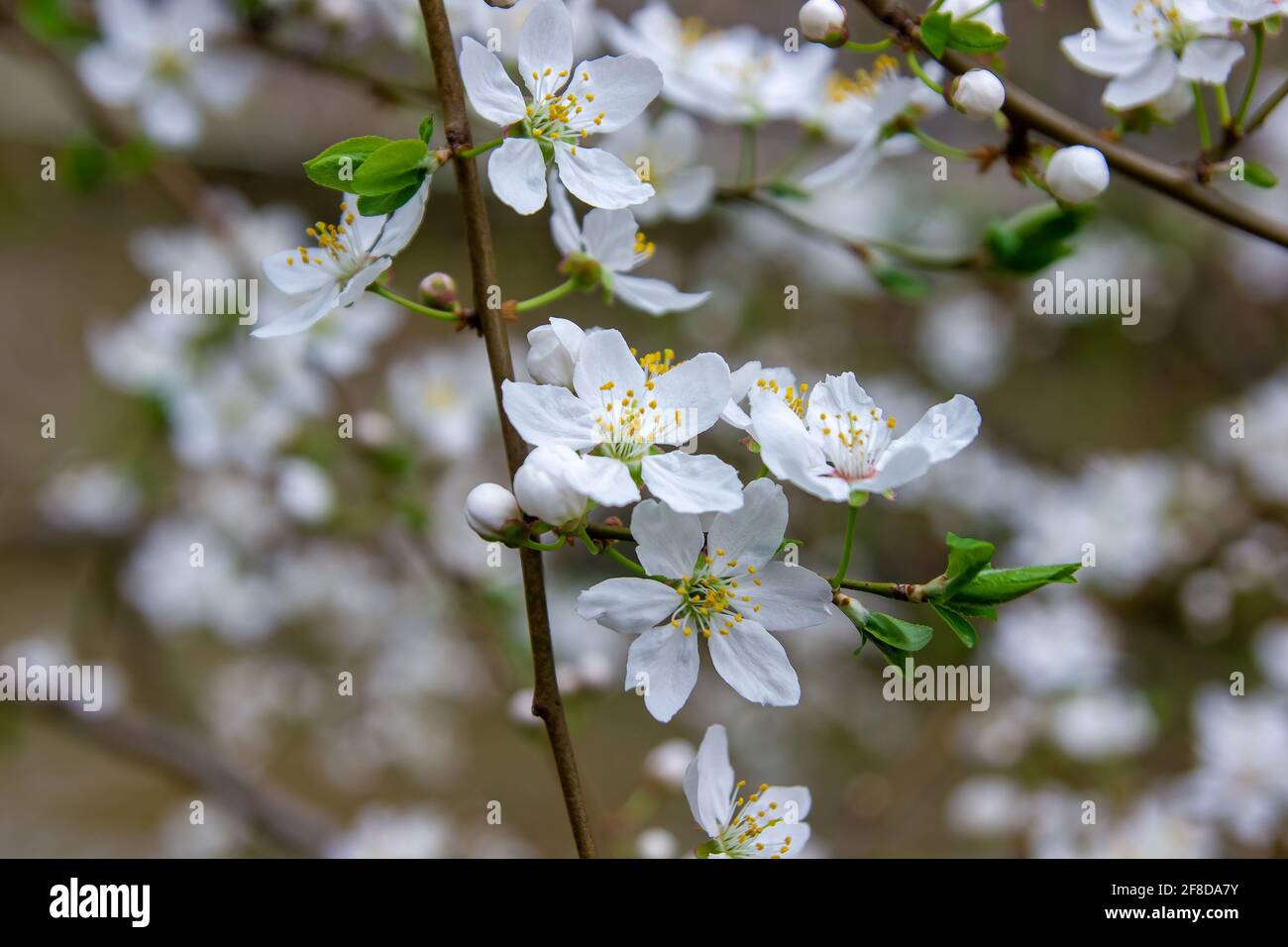 flor de árbol, flor de árbol, flor de cerezo blanco, flor en primavera  Fotografía de stock - Alamy