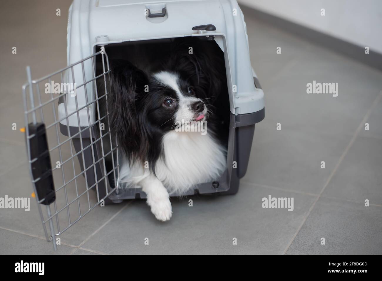 Un perro en una caja para un viaje seguro. Papillon en una jaula de  transporte de mascotas Fotografía de stock - Alamy