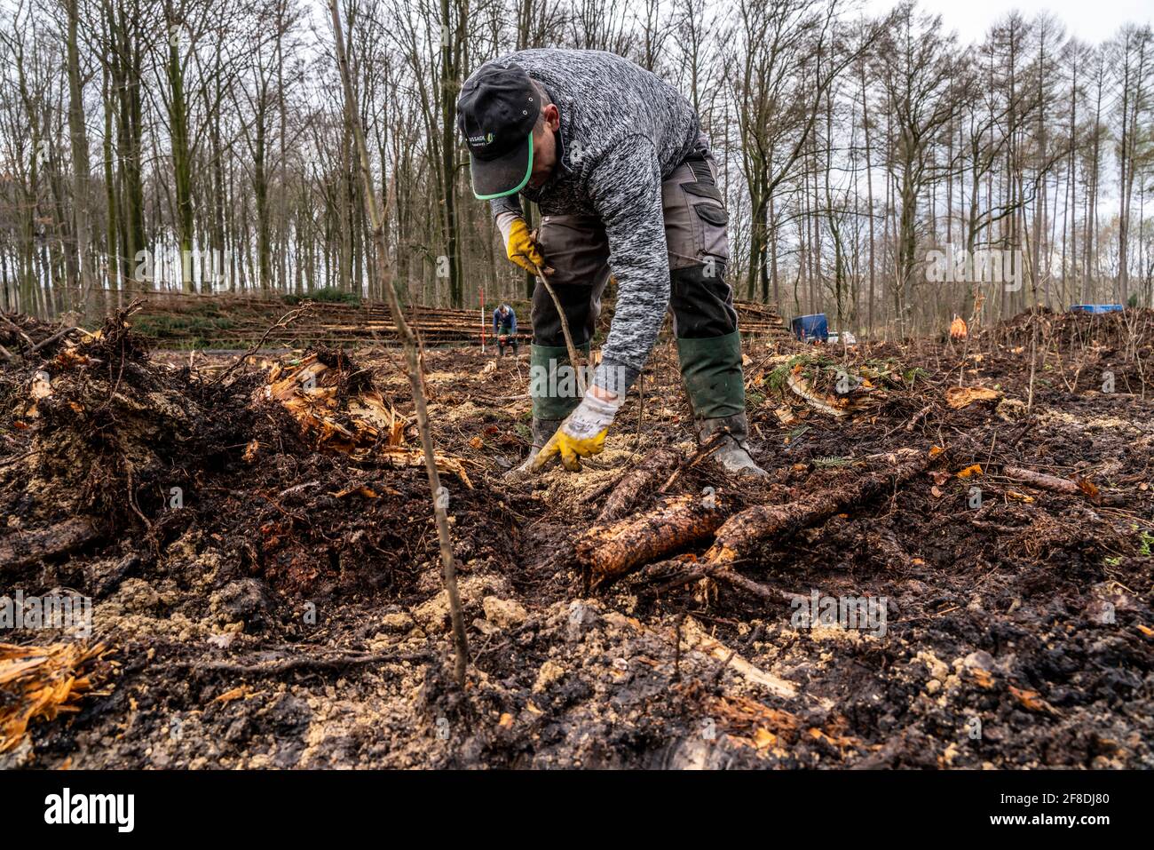 Reforestación En el bosque de Arnsberg, cerca de Rüthen-Nettelstädt, distrito de Soest, los trabajadores forestales plantan robles jóvenes, de 2 años de edad, anteriormente en seco Foto de stock