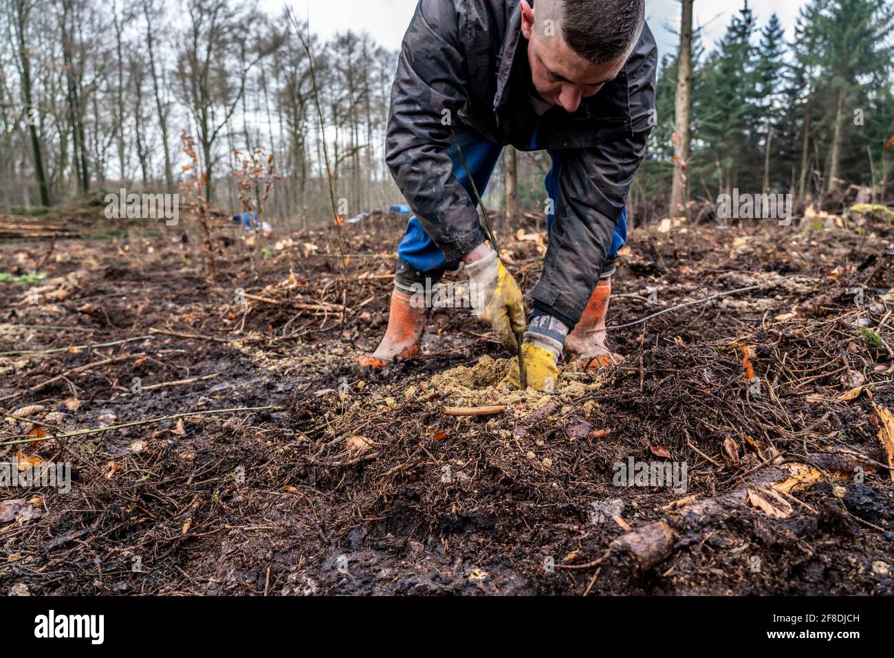 Reforestación En el bosque de Arnsberg, cerca de Rüthen-Nettelstädt, distrito de Soest, los trabajadores forestales plantan robles jóvenes, de 2 años de edad, anteriormente en seco Foto de stock