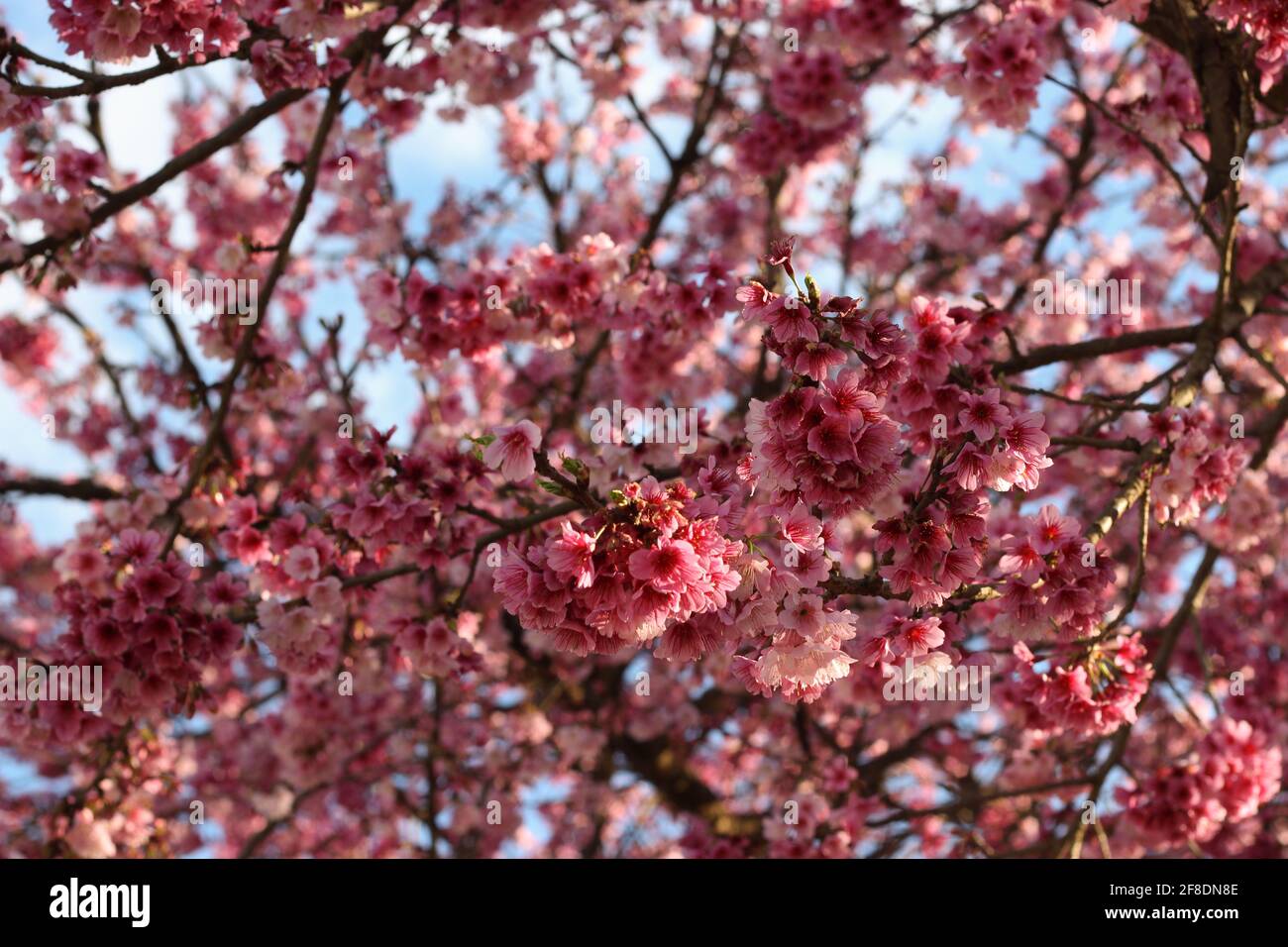 Árbol con flores de color rosa Foto de stock