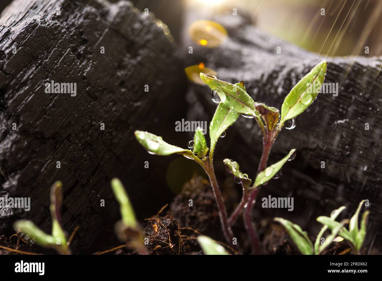 Planta De Tomate Bebe Fotos E Imagenes De Stock Alamy