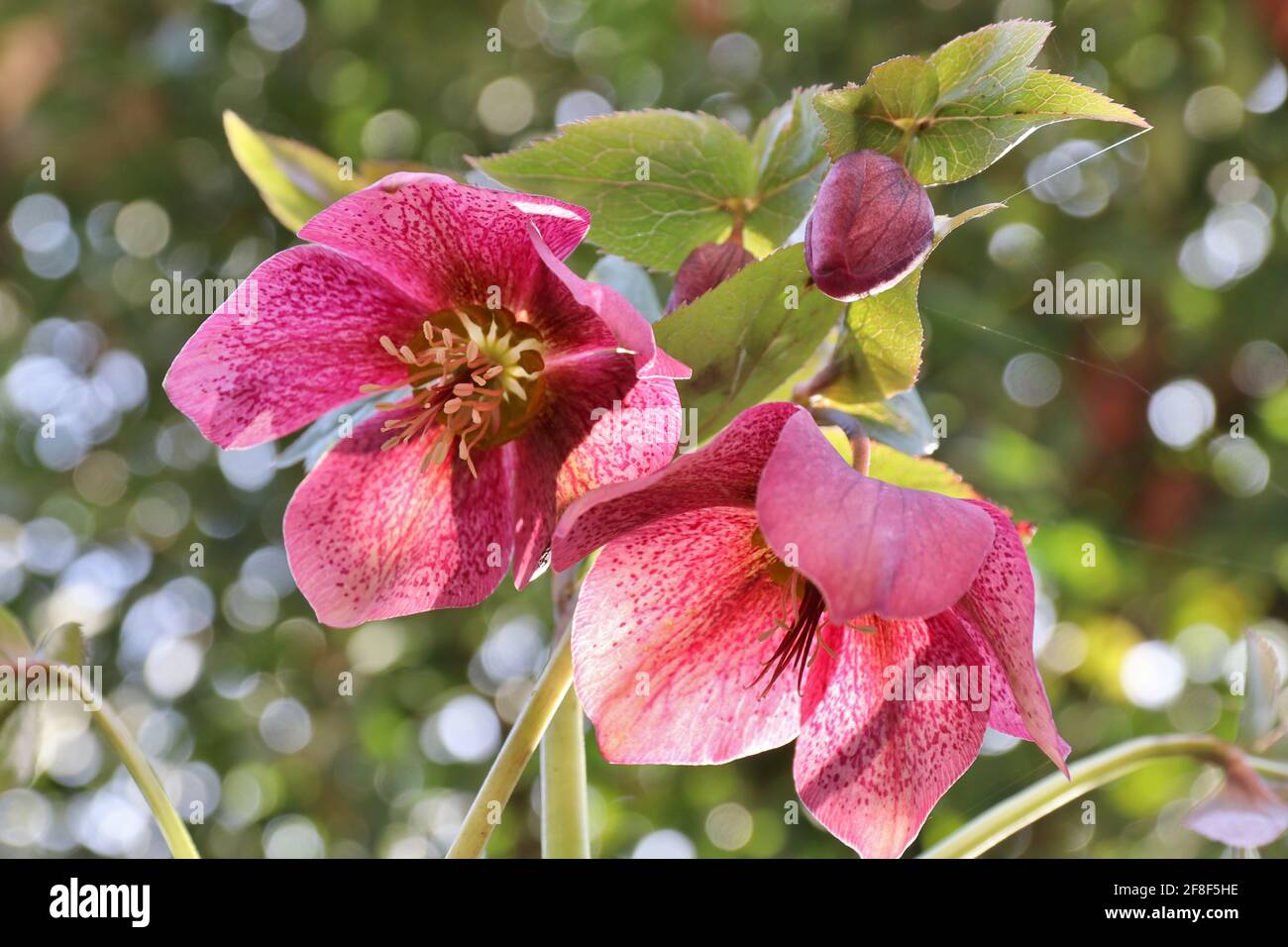 Rosa oscuro lenten flores de color rosa lat. Helleboro orientalis cerca en el jardín de primavera con fondo de bokeh Foto de stock