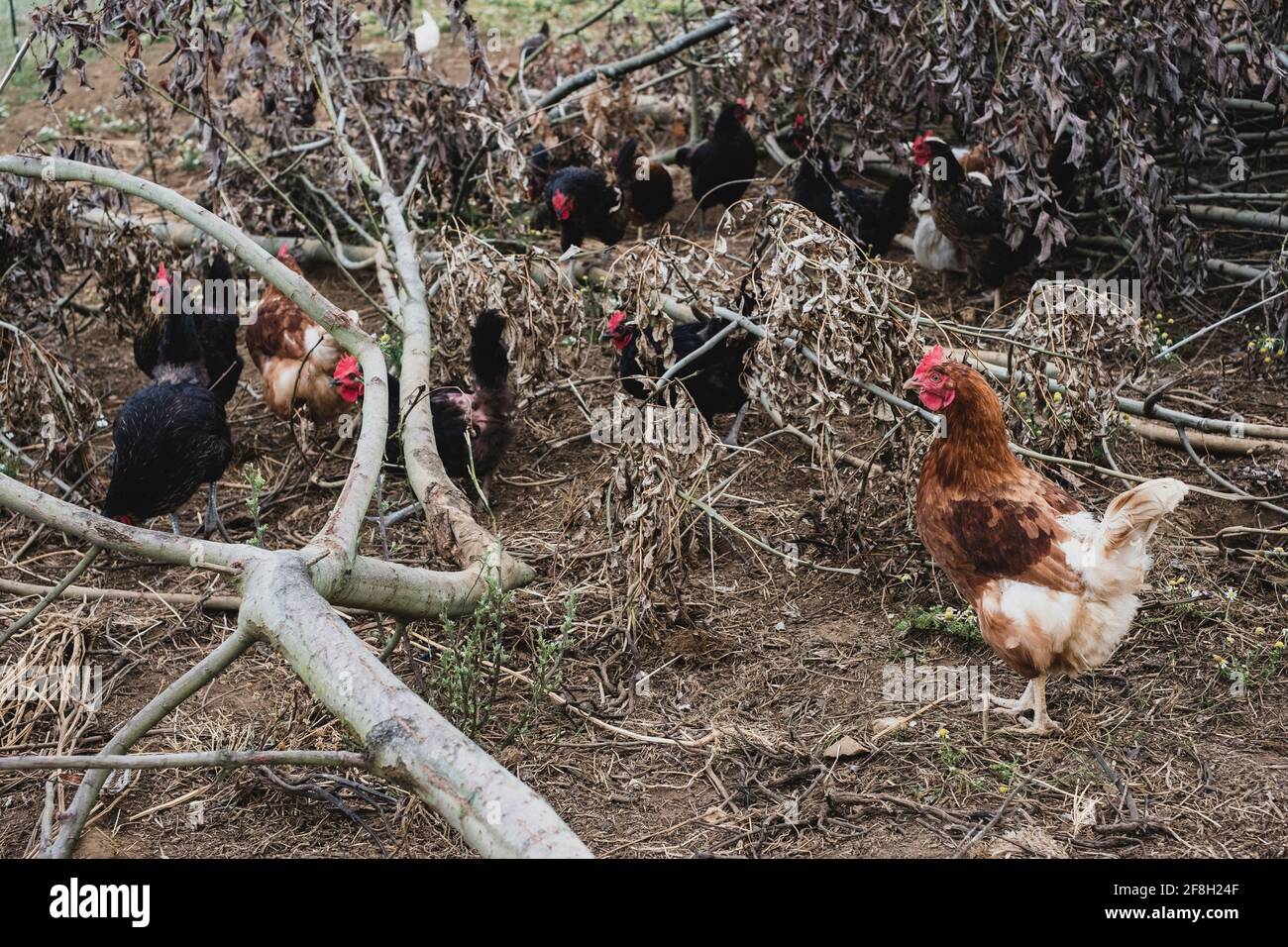 Rebaño de pollos negros y marrones que pecan entre ramas de árboles caídos. Foto de stock