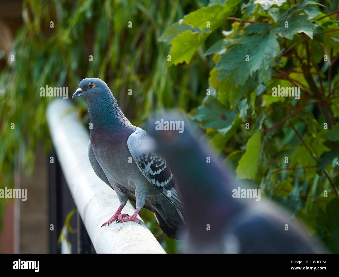 Un par de palomas salvajes impopulares de Londres, atrapadas en una luz más halagadora, con la luz del sol sacando la elegante iridiscencia de su plumaje. Foto de stock