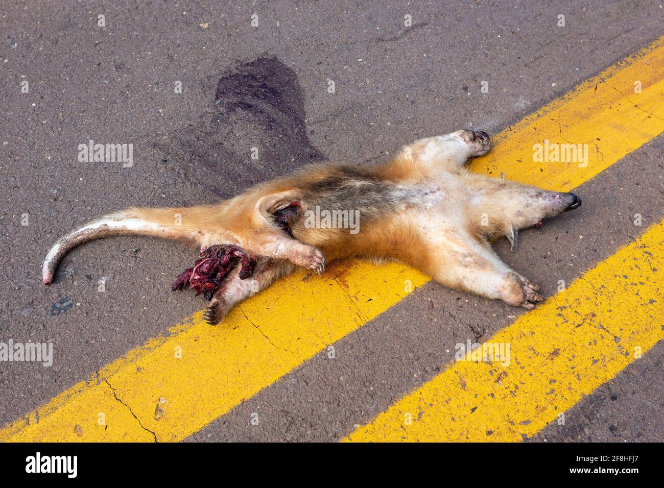 El oso hormiguero muerto, Tamandua tetradactyla, se atropelló en coche en la carretera de asfalto el día soleado. Animales salvajes roadkill en Amazon, Brasil. Medio ambiente. Foto de stock