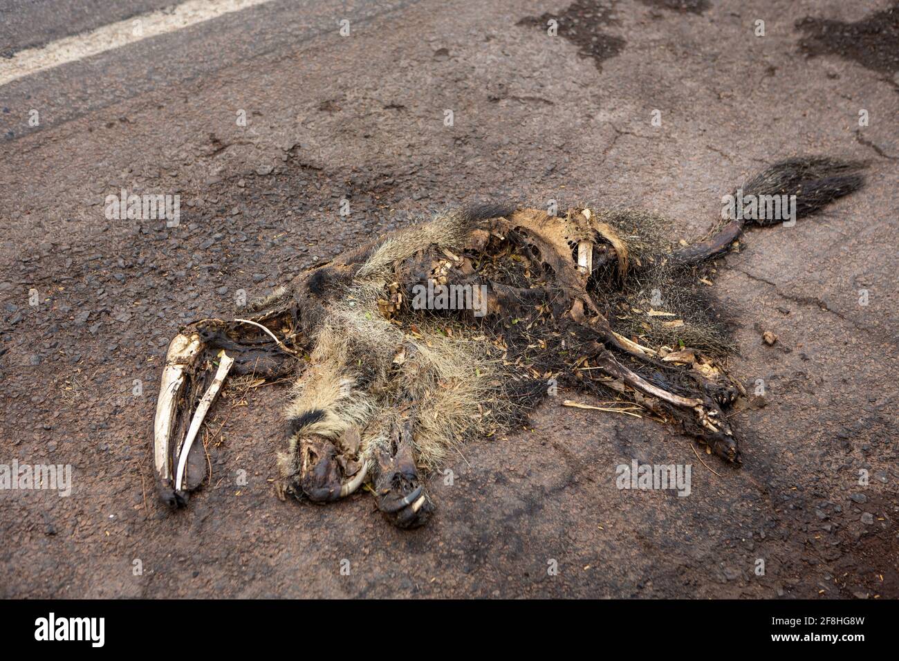 El oso hormiguero gigante muerto, Myrmecophaga tridactyla, se fue corriendo y murió en vehículo en la carretera. Destrucción de carreteras de animales salvajes en la selva amazónica, Brasil. Foto de stock