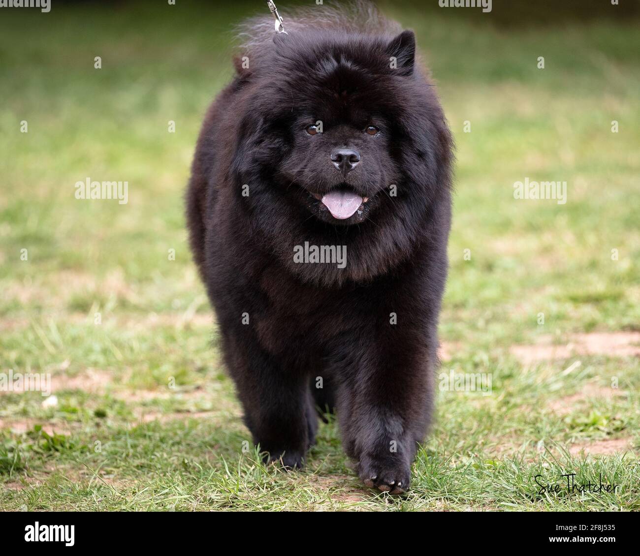 Chow chow dog black tongue fotografías e imágenes de alta resolución - Alamy