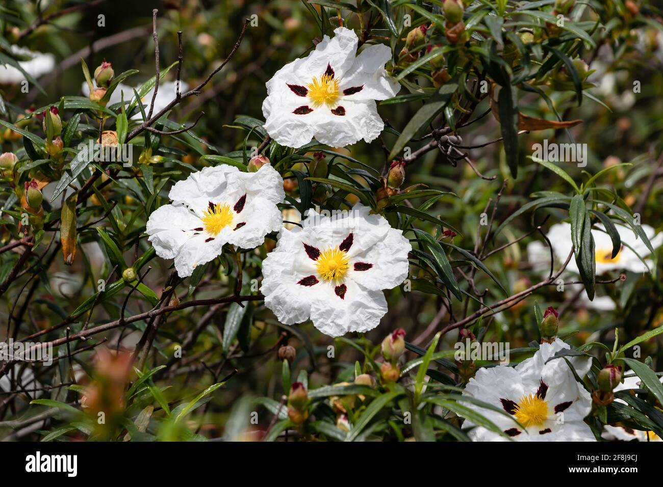 Flores blancas de roca-rosa con marcas carmesí. Cistus ladanifer es una planta con flores perteneciente a la familia Cistaceae. Los nombres comunes incluyen goma rockrose, labd Fotografía de stock - Alamy Flores blancas de roca-rosa con marcas carmesí. Cistus ladanifer es una planta con flores perteneciente a la familia Cistaceae. Los nombres comunes incluyen goma rockrose, labd Fotografía de stock - Alamy
