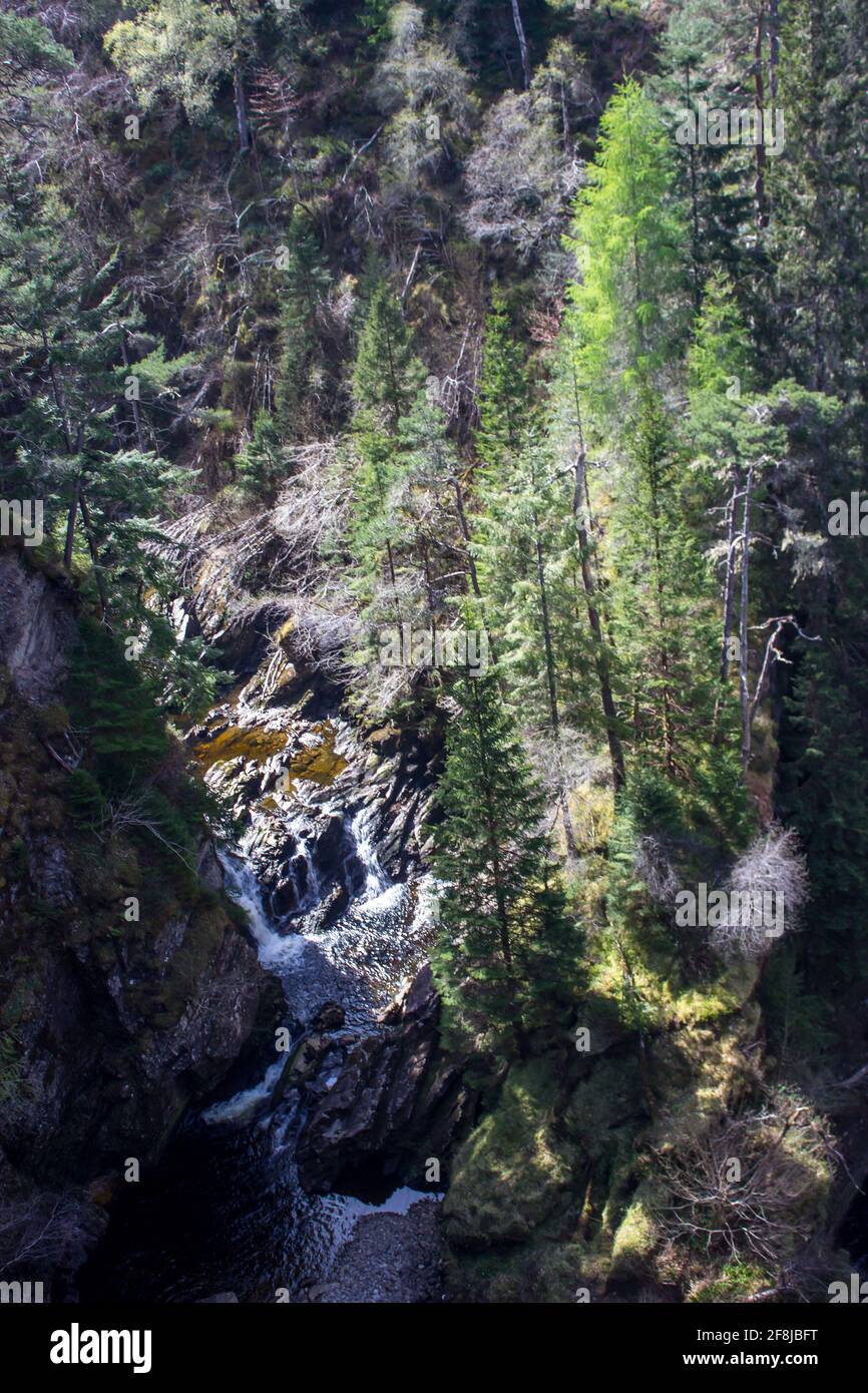 Mirando hacia abajo sobre un grupo de altos pinos al lado de un río en un barranco en Glen Affric, Escocia Foto de stock