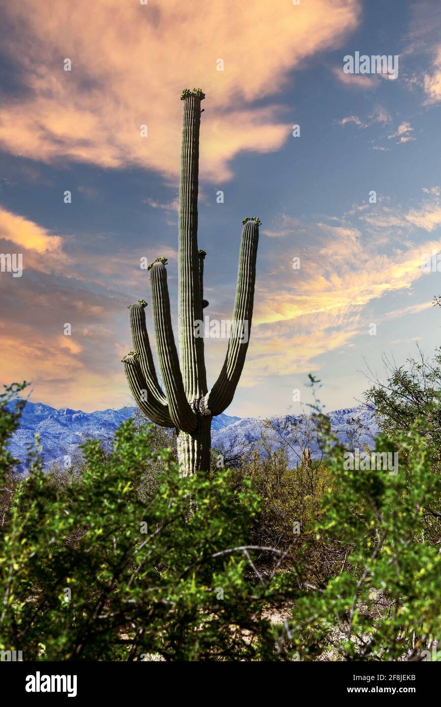 Cactus, Parque Nacional Saguaro, Desierto de Sonora, Arizona, Estados Unidos Foto de stock