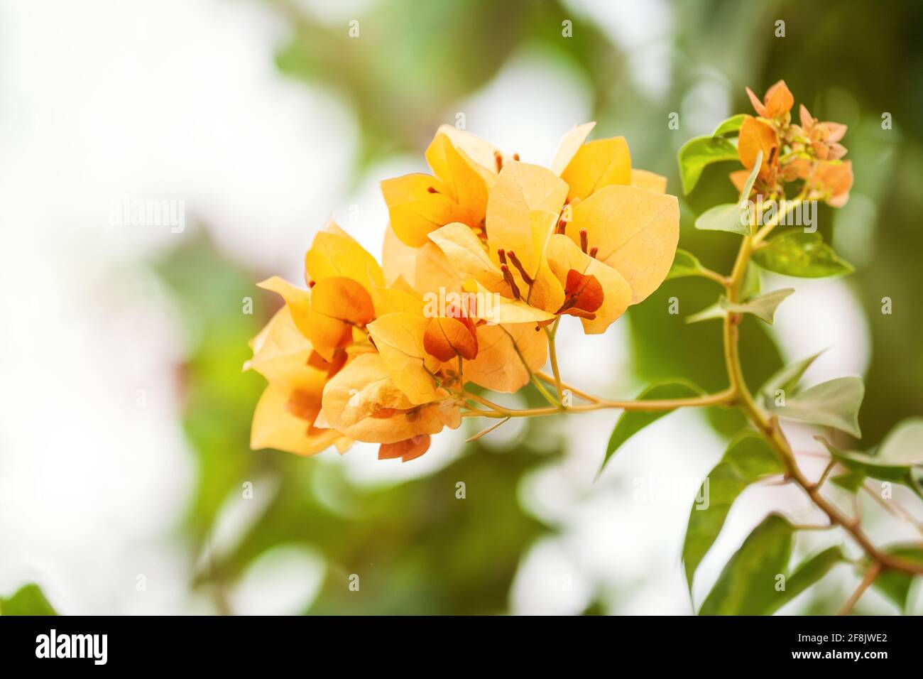 Flor amarilla bougainvillea flor inflorescencia de cerca Fotografía de  stock - Alamy